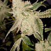 Gelato Auto Fem ( 4 Seeds)