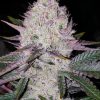 Bulk Lemon Berry Candy OG BX2 Auto Fem