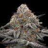 Oreoz Photo Fem (4 Seeds or 8)