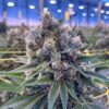 Ghost Train Haze Photo Regs (5 Seeds)