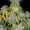 Gushers Photo Fem (4 Seeds)