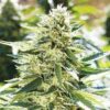Lemon Diesel Photo Regs (5 Seeds)