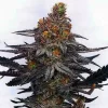 Jealousy photo fem (4 Seeds)