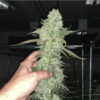 Cap Junky Photo Fem (4 Seeds)