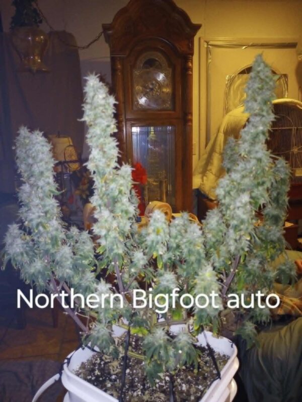 Northern Bigfoot Auto Fem ( 4 Seeds)