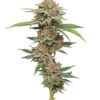 Blueberry Pine Tar Kush Photo Fem ( 4 Seeds)