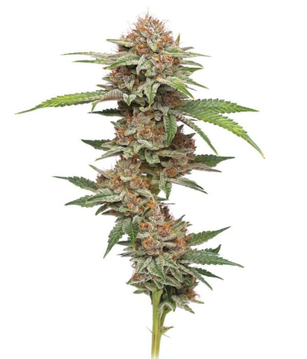 Blueberry Pine Tar Kush Photo Fem ( 4 Seeds)